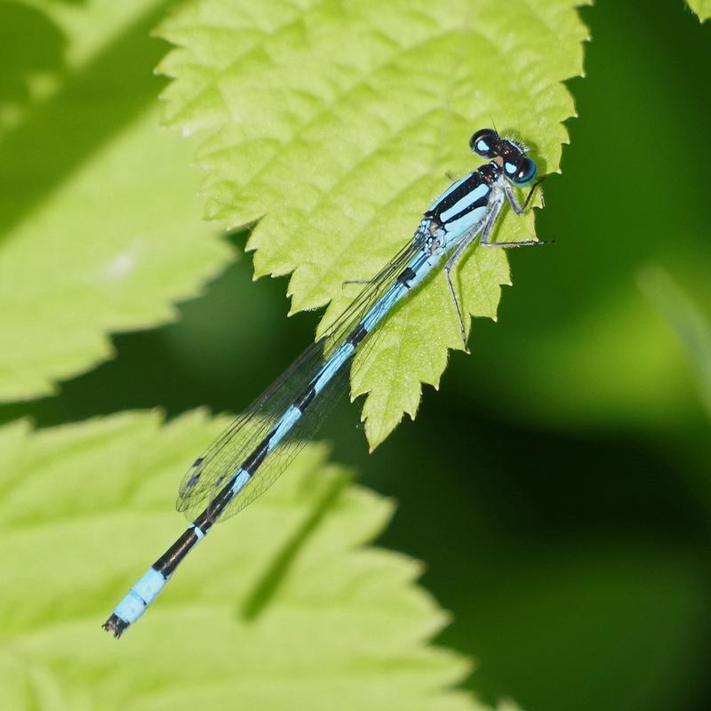 Photo of Marsh Bluet