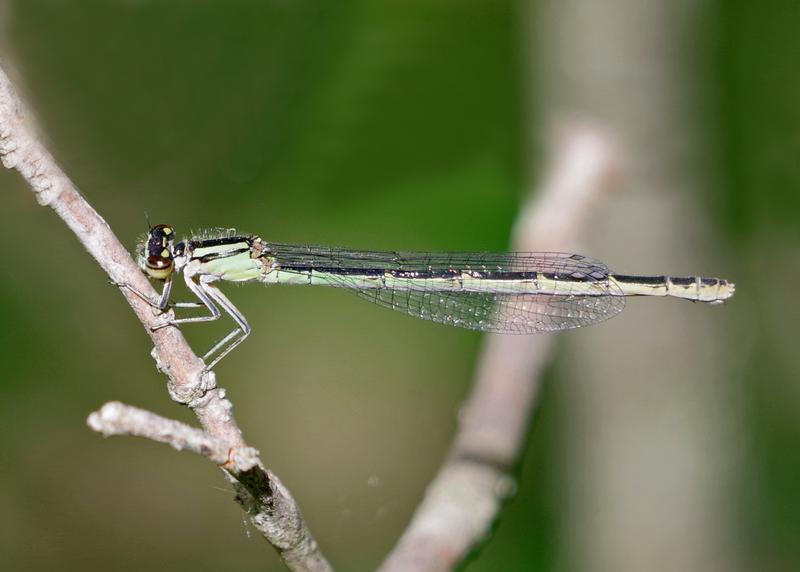 Photo of Stream Bluet