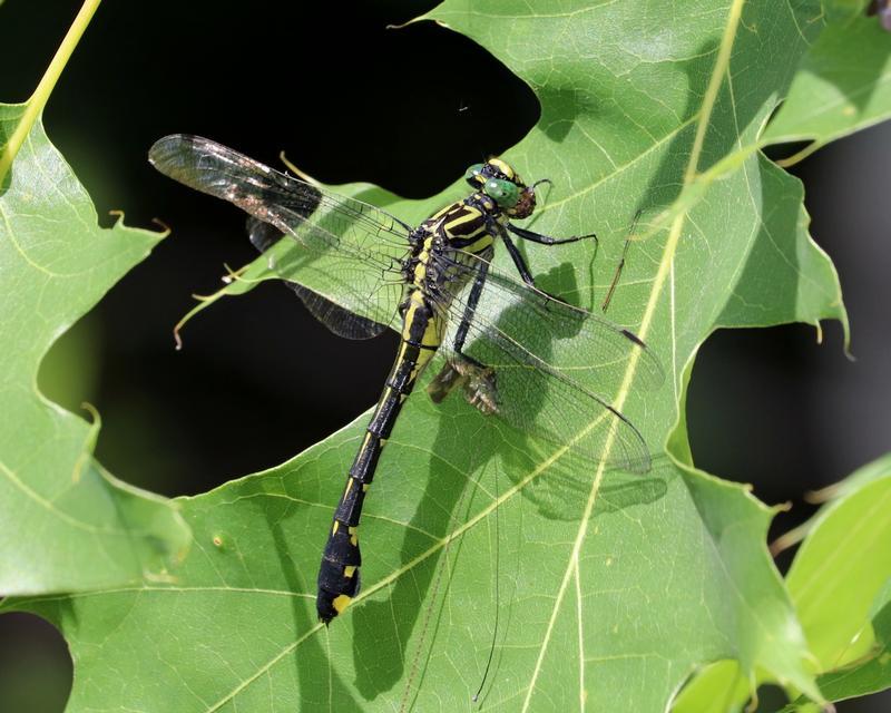 Photo of Cobra Clubtail