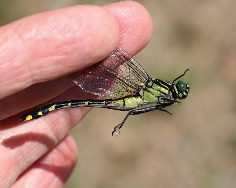 Photo of Cobra Clubtail