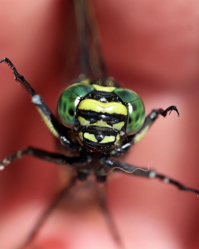 Photo of Cobra Clubtail