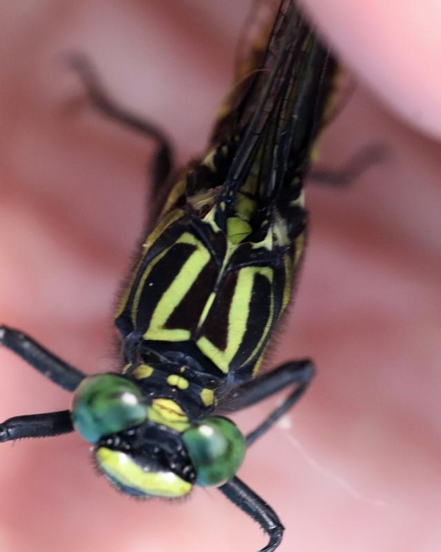 Photo of Cobra Clubtail