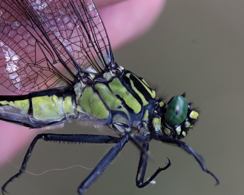 Photo of Cobra Clubtail