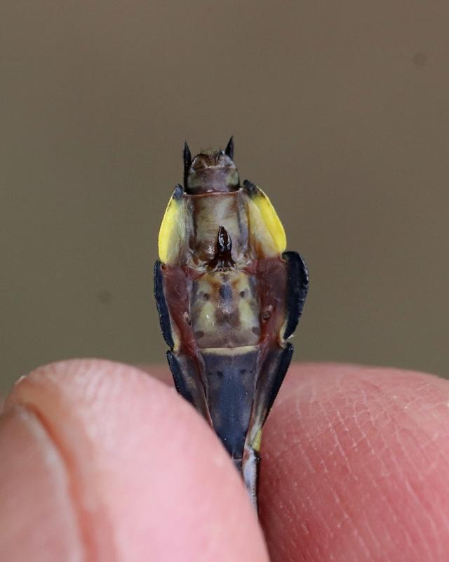 Photo of Cobra Clubtail