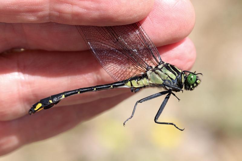 Photo of Cobra Clubtail