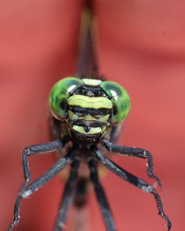 Photo of Cobra Clubtail