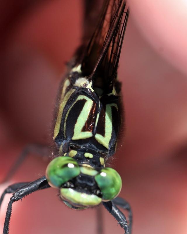 Photo of Cobra Clubtail