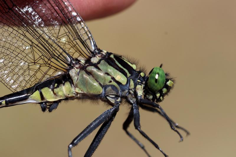 Photo of Cobra Clubtail