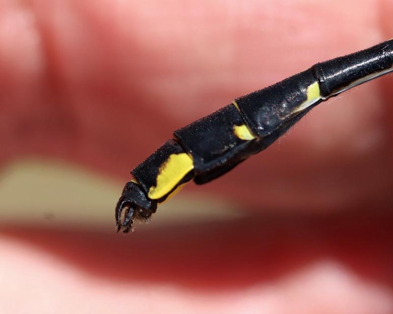 Photo of Cobra Clubtail