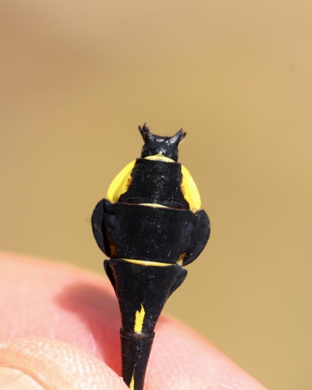 Photo of Cobra Clubtail