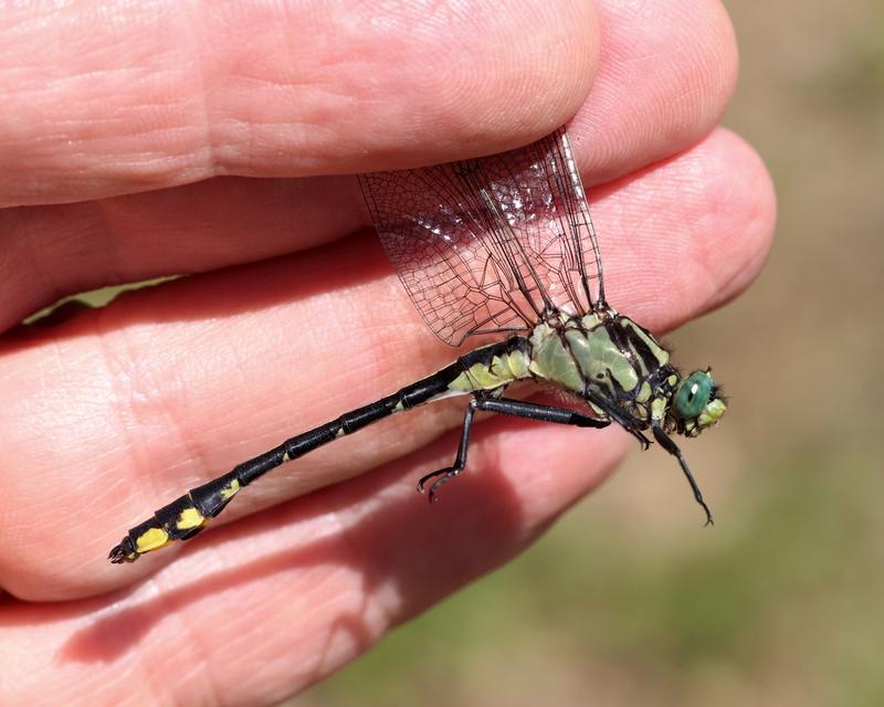 Photo of Midland Clubtail
