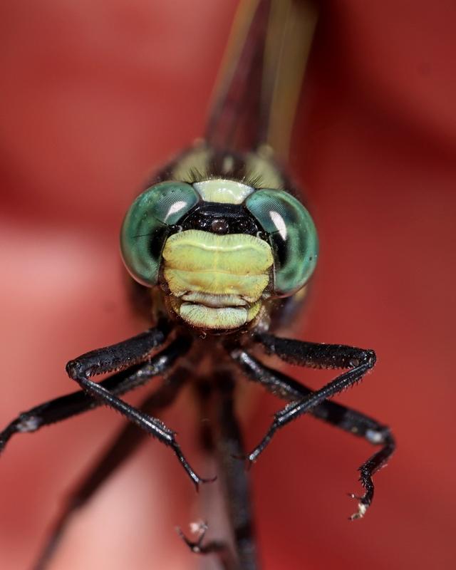 Photo of Midland Clubtail