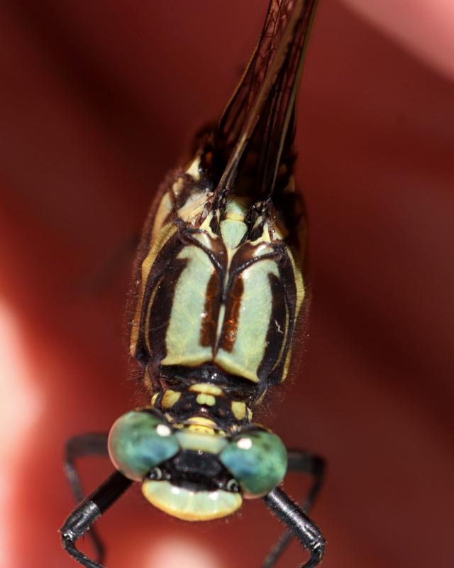 Photo of Midland Clubtail