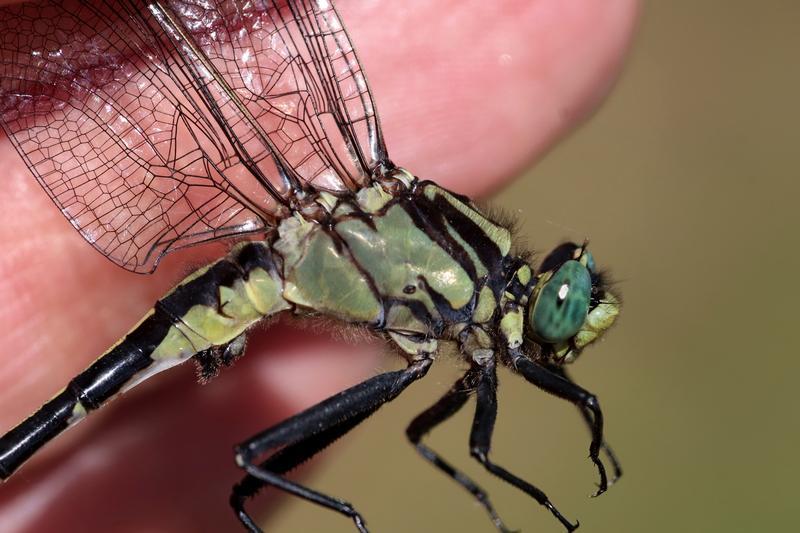Photo of Midland Clubtail