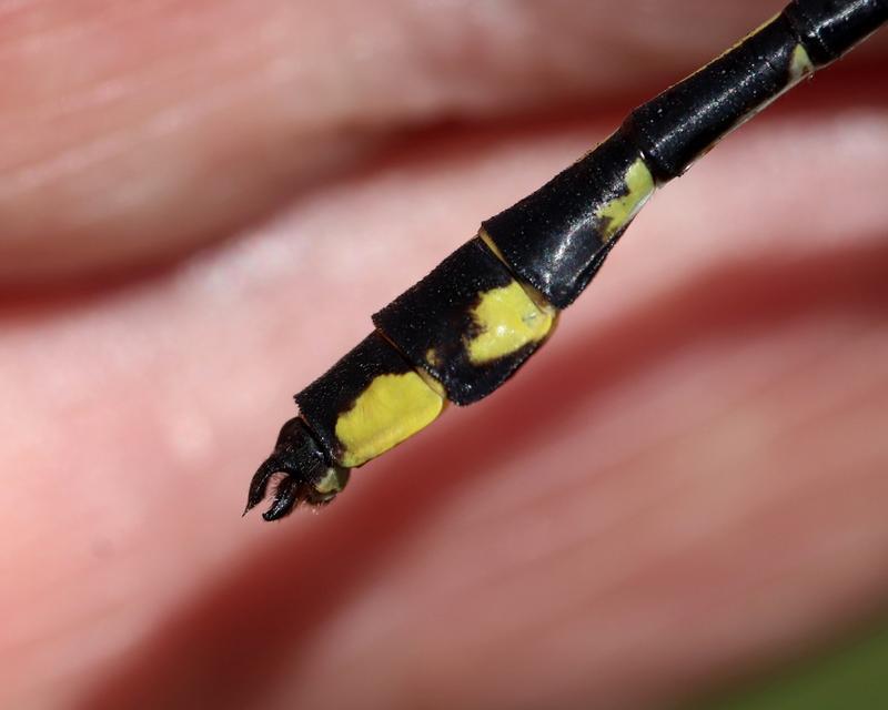 Photo of Midland Clubtail