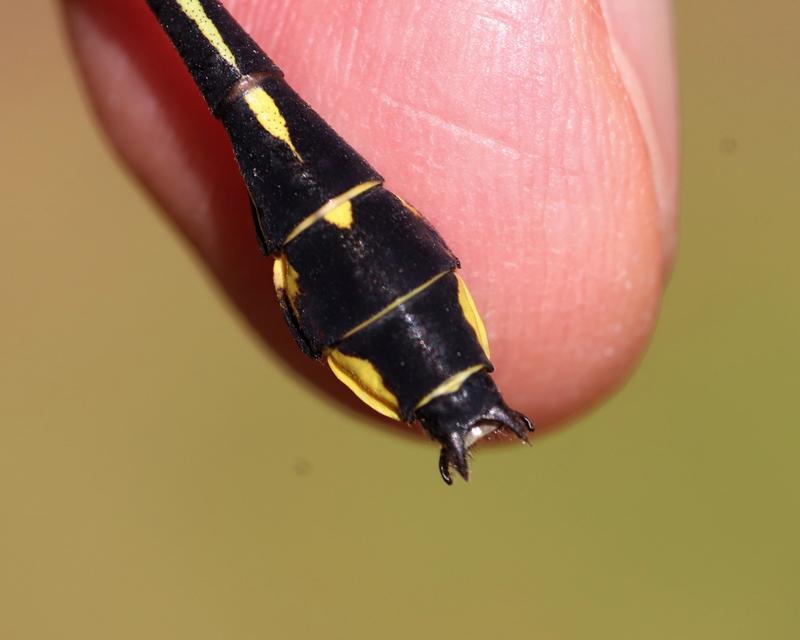 Photo of Midland Clubtail