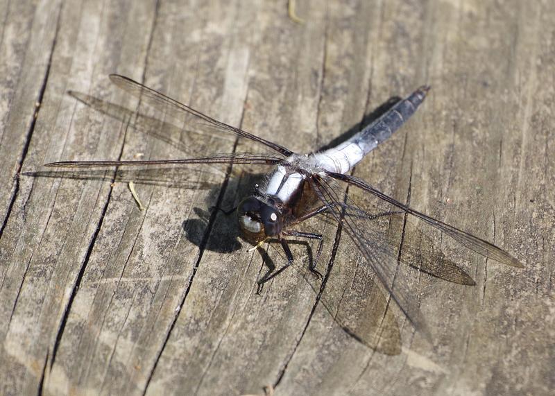 Photo of Chalk-fronted Corporal