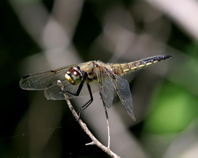 Photo of Four-spotted Skimmer