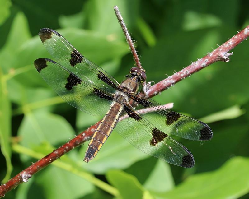 Photo of Twelve-spotted Skimmer