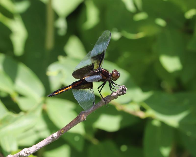 Photo of Widow Skimmer