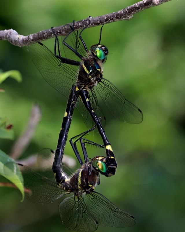 Photo of Swift River Cruiser (Illinois River Cruiser ssp.)