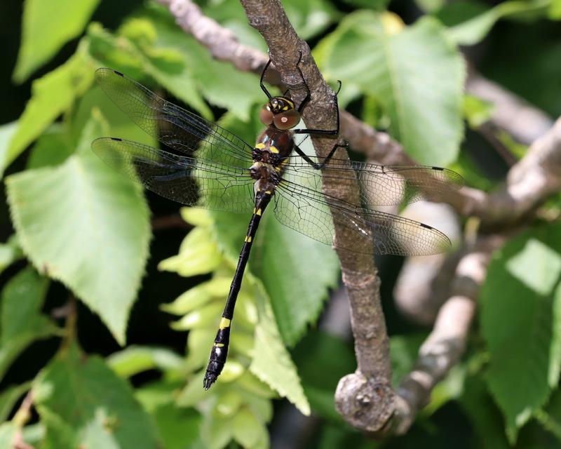 Photo of Swift River Cruiser (Illinois River Cruiser ssp.)