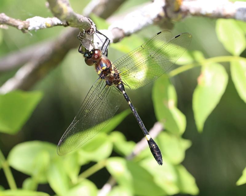 Photo of Swift River Cruiser (Illinois River Cruiser ssp.)