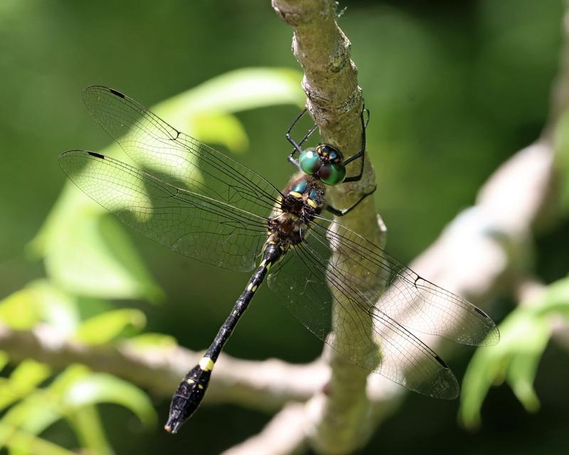Photo of Swift River Cruiser (Illinois River Cruiser ssp.)