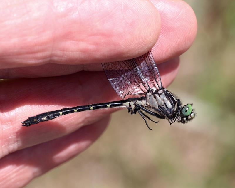 Photo of Green-faced Clubtail