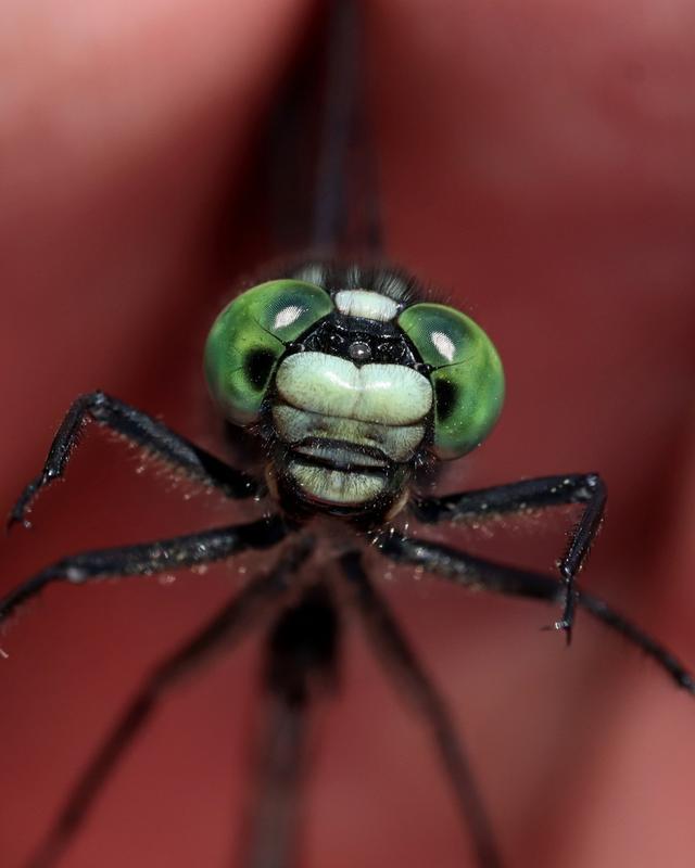 Photo of Green-faced Clubtail