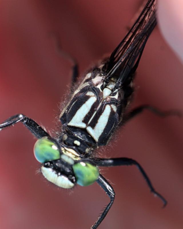 Photo of Green-faced Clubtail