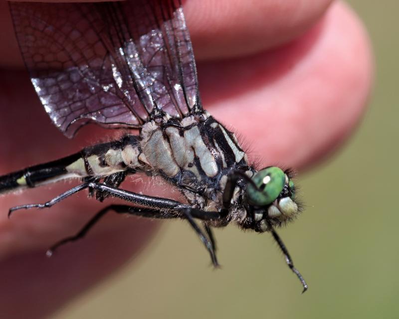 Photo of Green-faced Clubtail