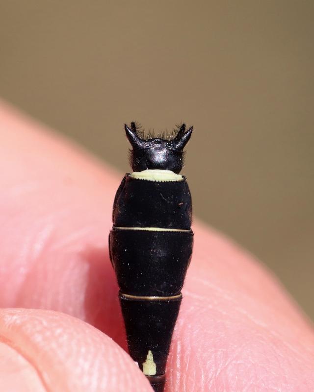 Photo of Green-faced Clubtail