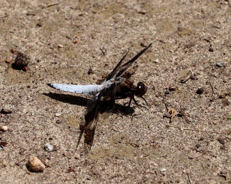 Photo of Common Whitetail