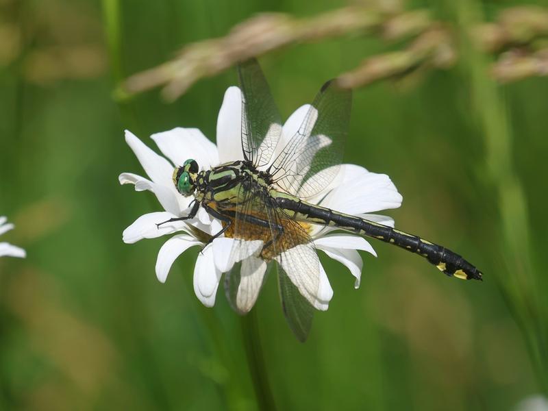 Photo of Splendid Clubtail