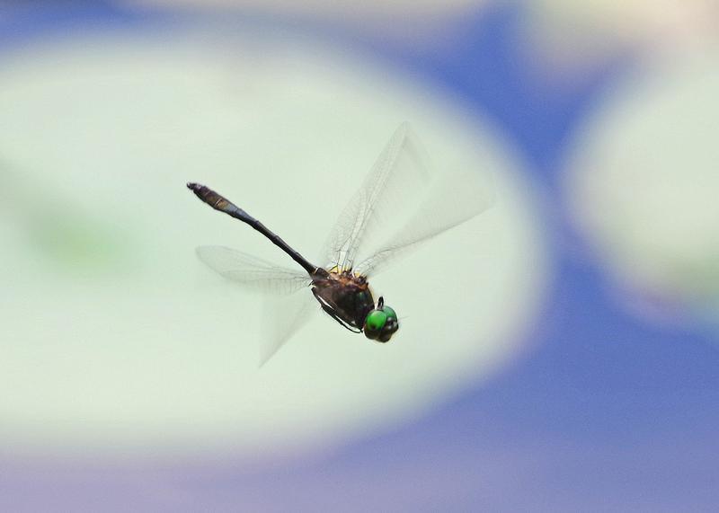 Photo of Racket-tailed Emerald