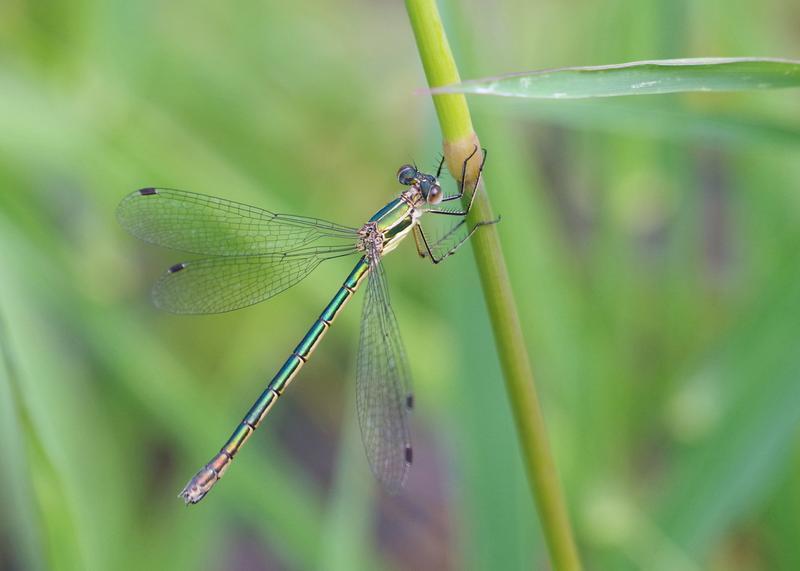Photo of Emerald Spreadwing