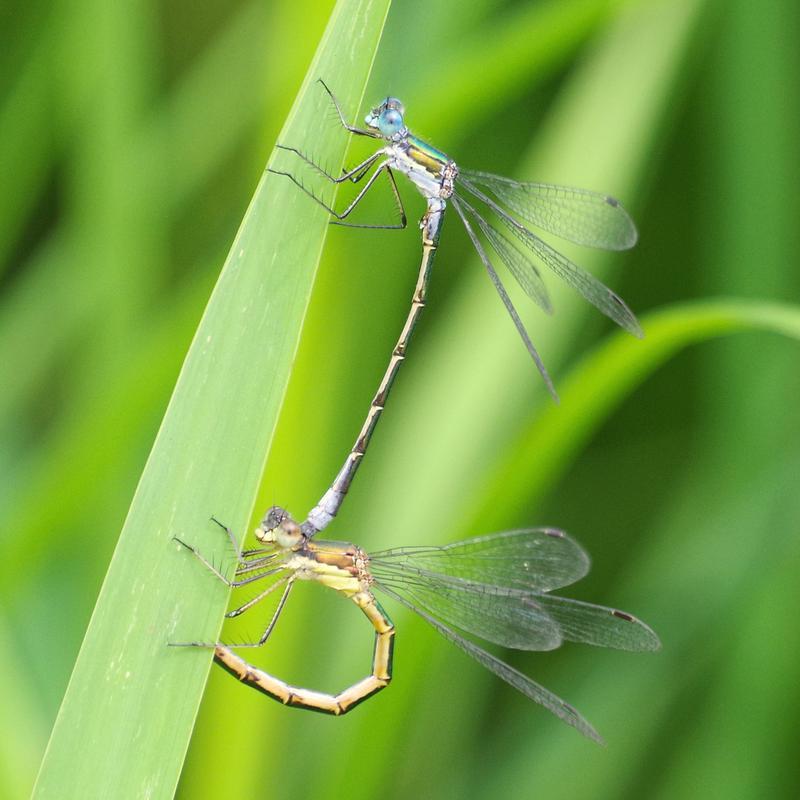Photo of Emerald Spreadwing
