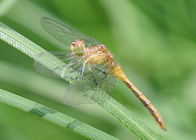 Photo of White-faced Meadowhawk