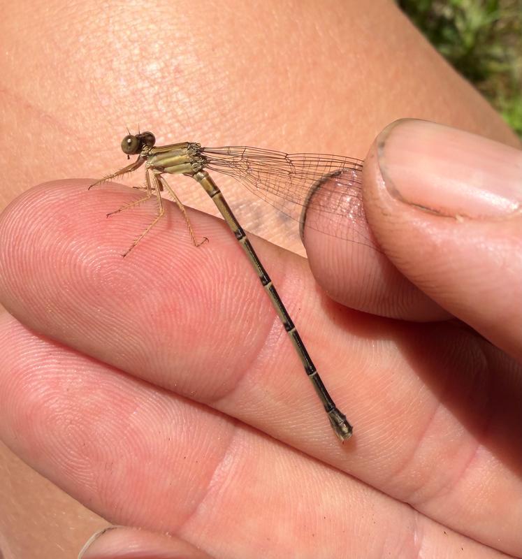 Photo of Blue-fronted Dancer