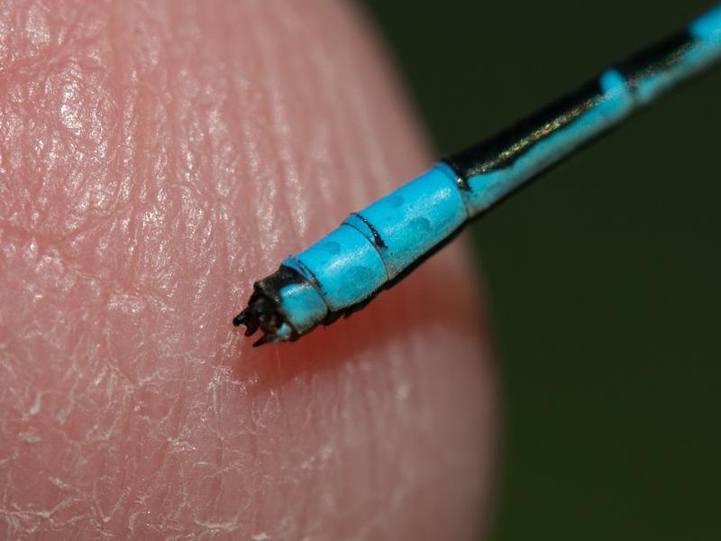 Photo of Marsh Bluet