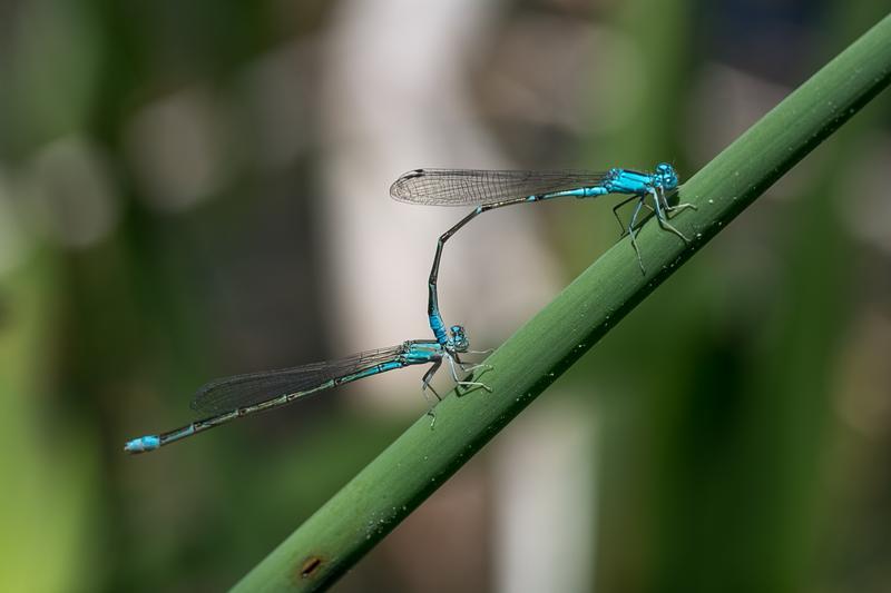 Photo of Slender Bluet