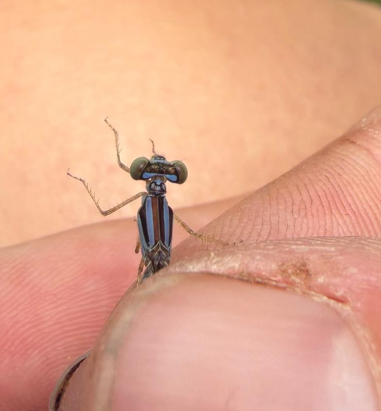 Photo of Slender Bluet