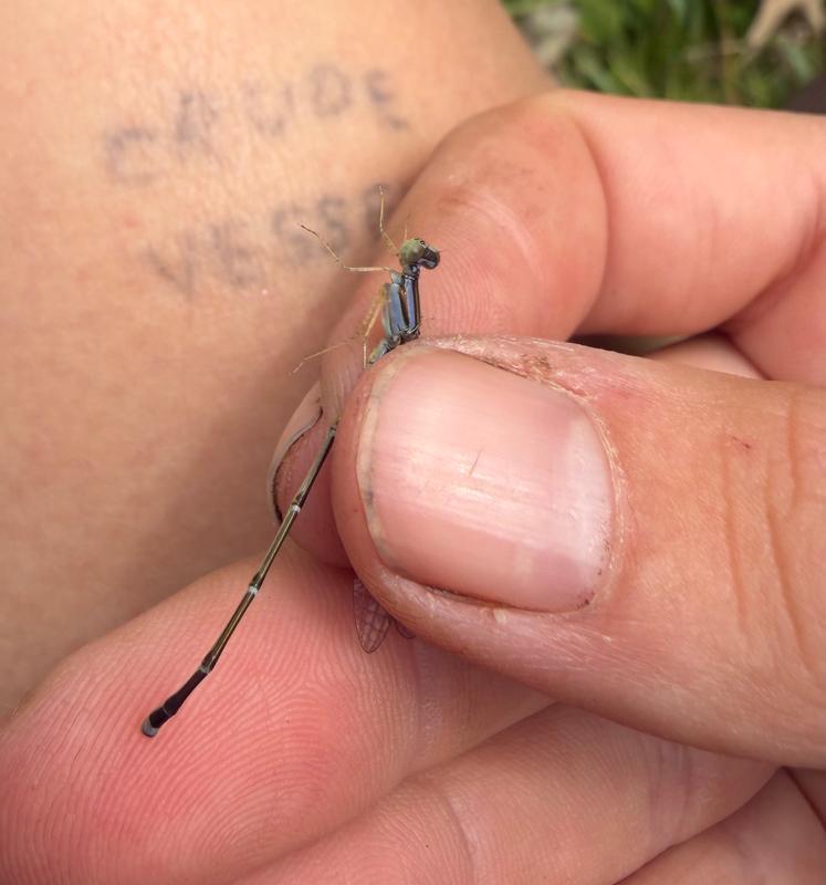 Photo of Slender Bluet