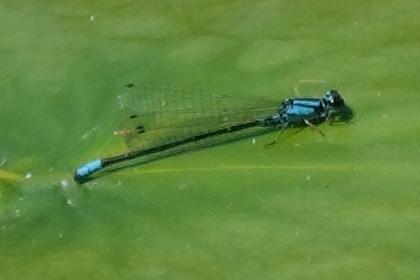 Photo of Skimming Bluet