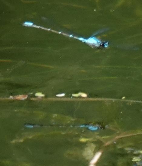 Photo of Skimming Bluet