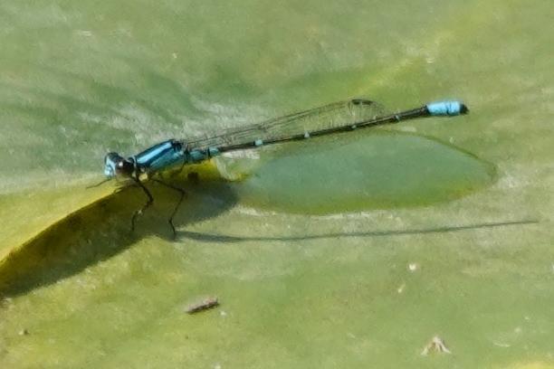 Photo of Skimming Bluet