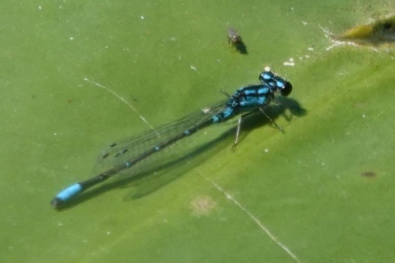 Photo of Skimming Bluet
