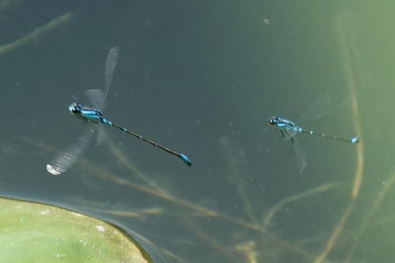 Photo of Skimming Bluet