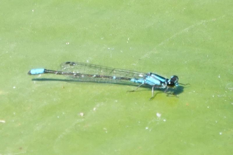 Photo of Skimming Bluet
